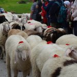 Schaflschoade – Das war der Almabtrieb der Schafe in Finkenberg 2017
